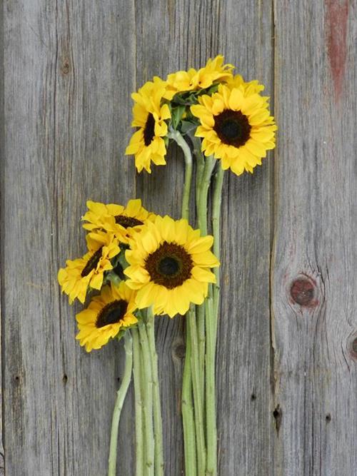 30 & 30 YELLOW SUNFLOWERS